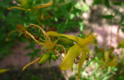 Blüte des Johanniskrauts
